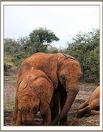 Enkesha with Mbegu