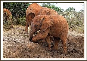 Enkesha was promoted to the older herd