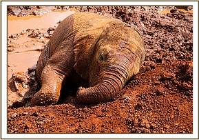 Enkesha fell asleep in the mud!