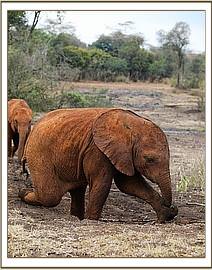 Enkesha playing in the damp soil