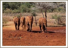 Tagwa, Godoma, Kuishi, Enkesha running for milk