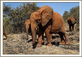 Ukame got the whole herd excited