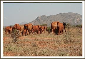 Emily's herd