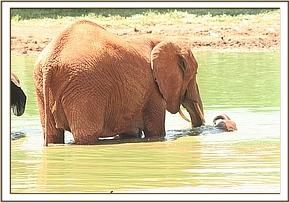 Thoma and Thor in the water