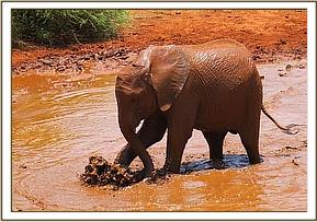 Sinya enjoying the mudbath