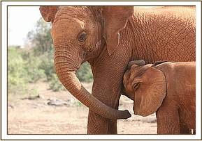 Lesanju with little Sabachi