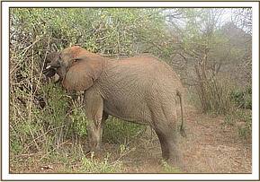 Sunyei feeding