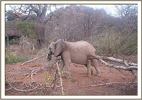 Naserian scratching