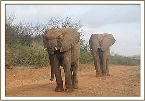 Napasha followed by Mulika
