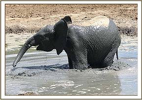 Lualeni having fun in the mudbath