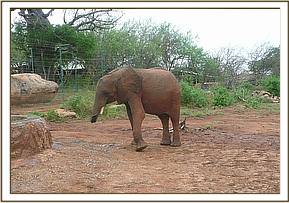 Madiba