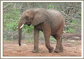 Taita