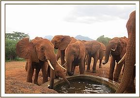 Emily's group drinking water