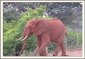 Tsavo