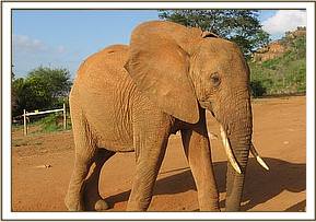 Tsavo at the stockade