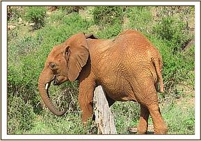 Lempaute scratching