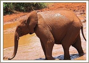 Lempaute at the mudbath