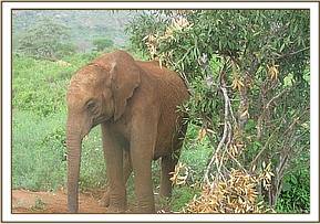 Lesanju soil bathing