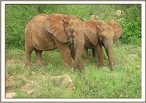 Lempaute left and Mzima