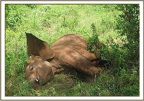 Lempaute takes a nap