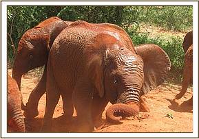 Lempaute digging soil with her little tusks