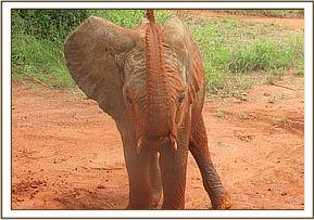 Sinya having a dust bath