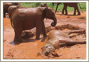 Lesanju playing with Mzima