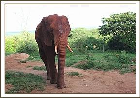 Laikipia