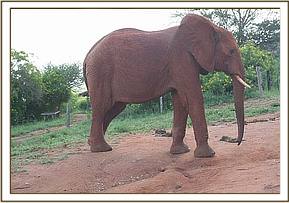 Mpala