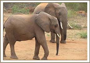 Madiba and a wild elephant
