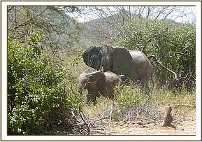 Ihtumbah with the wild female