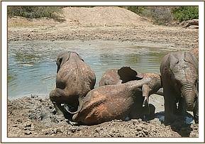 Ithumbah scratching against Kilaguni