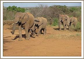 Yatta leads her group to the stockades