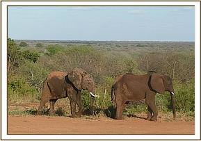 Mgeni and Kinna