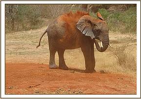Taita soil bathing