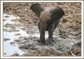 Ithumbah in the mud