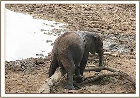 Ithumbah scratching
