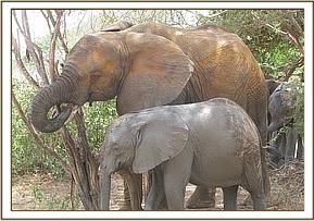 Wendi and Ithumbah