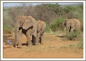 Mulika and a wild elephant at the back