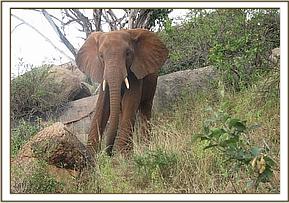 Laikipia on Mazinga hill