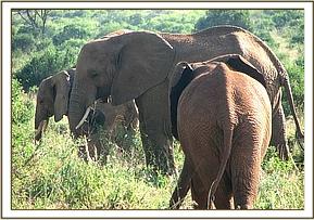 Tsavo Emily & Salama