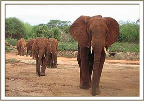 Laikipia leading to the stockade
