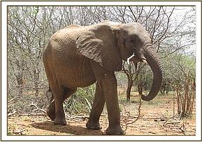 Mulika feeding on a stick