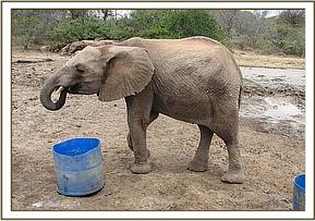 Tomboi having a drink of water