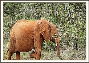 Ndiwa leading the Orphans to browse today