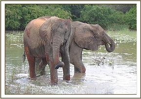 Kinna& Mulika wallowing