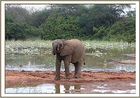 Madiba