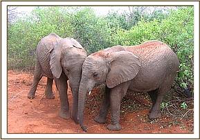 Sunyei & Ol Malo soil bathing