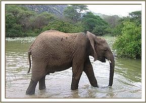 Napasha wades through water