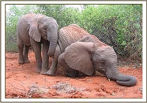 Sunyei watches Ol Malo play